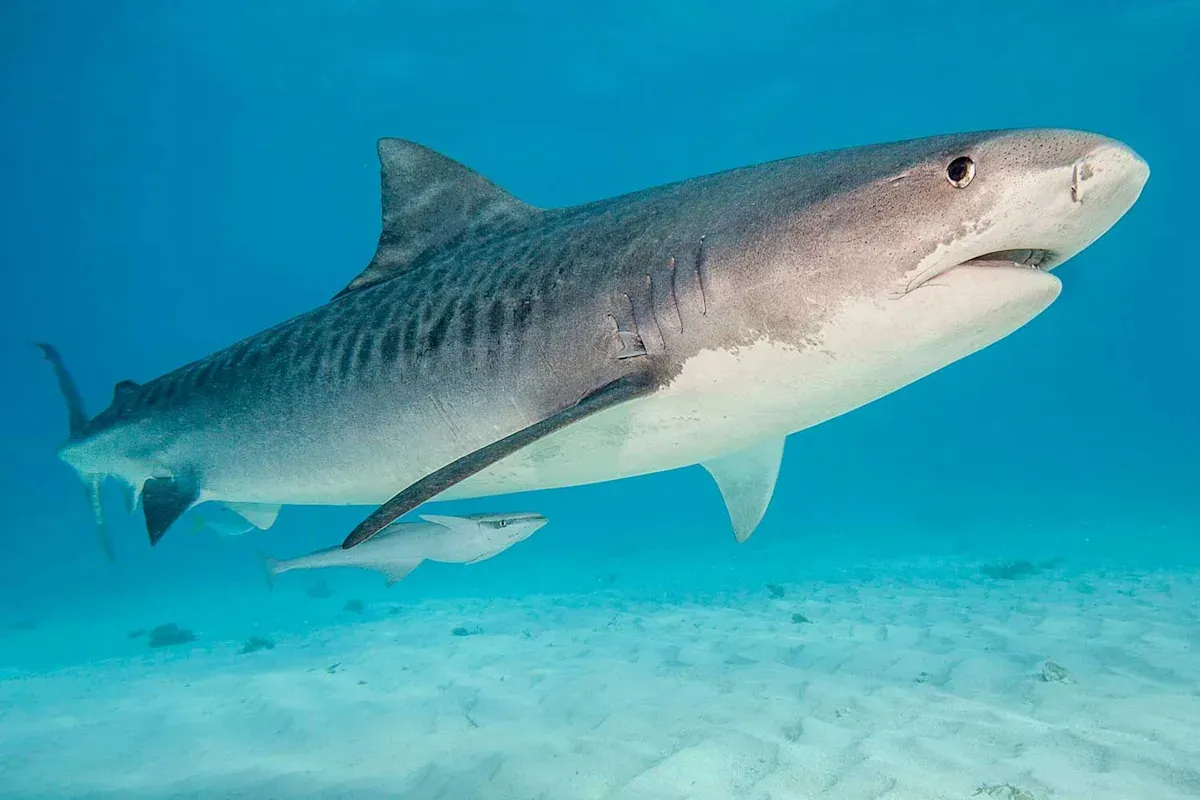 Caffeine: Shocking Discovery:  Found in Sharks in the Bahamas