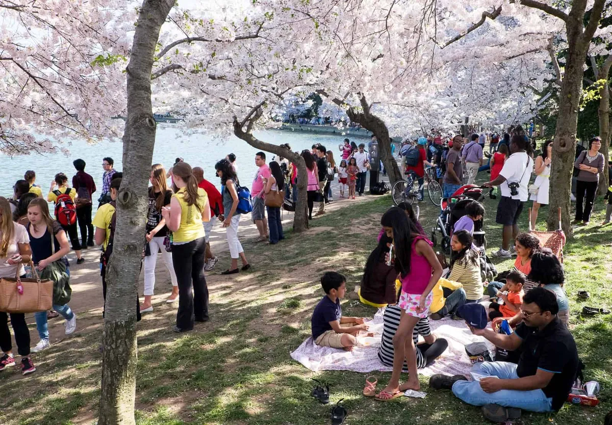 Cherry blossom festival: Vancouver : A 20-Year Celebration of Nature’s Beauty