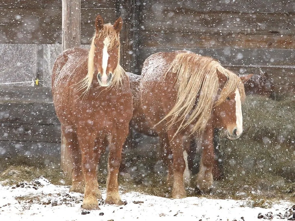 sudbury weather — CA news