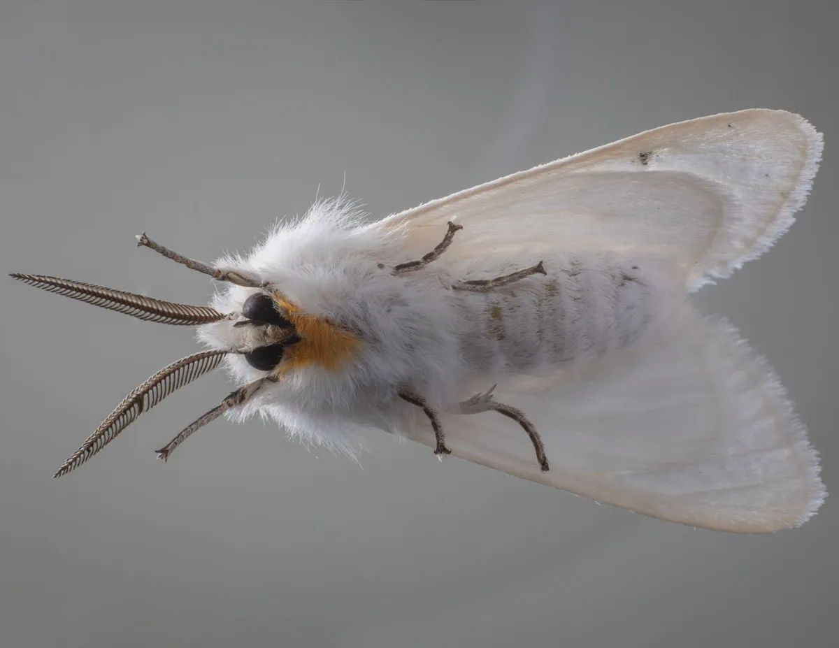 Moth: The Silent Crisis: s in Decline