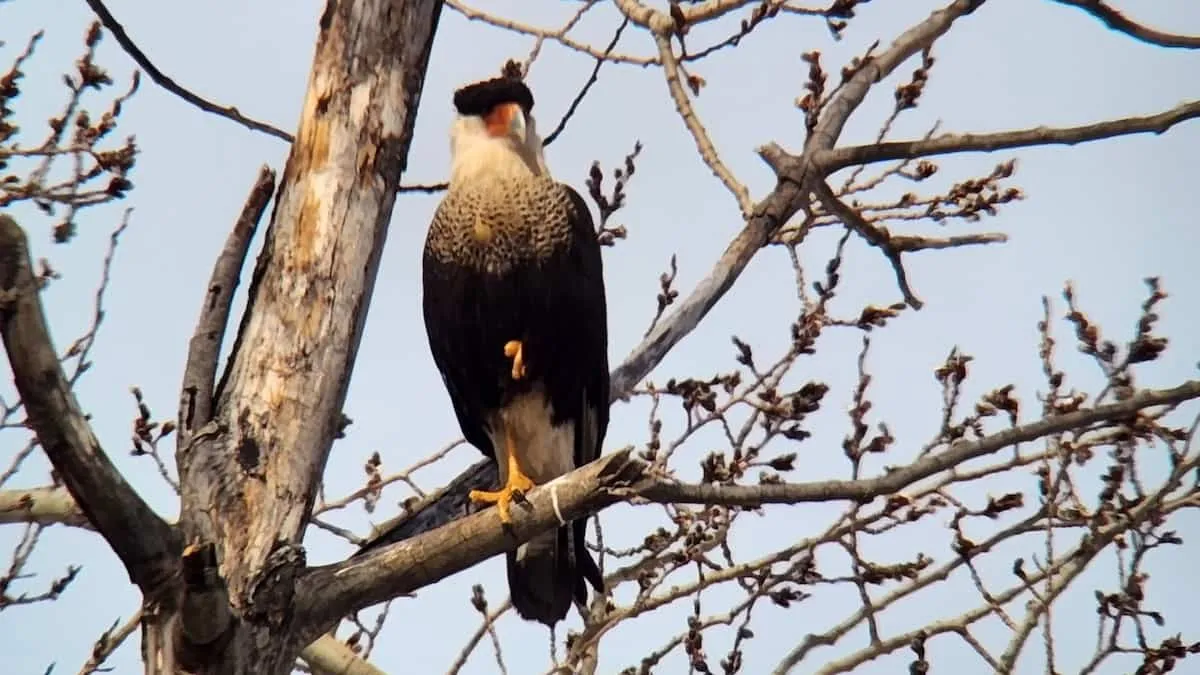 Oiseau rare québec: Rare Bird Sighting: Caracara Huppé Spotted in Quebec