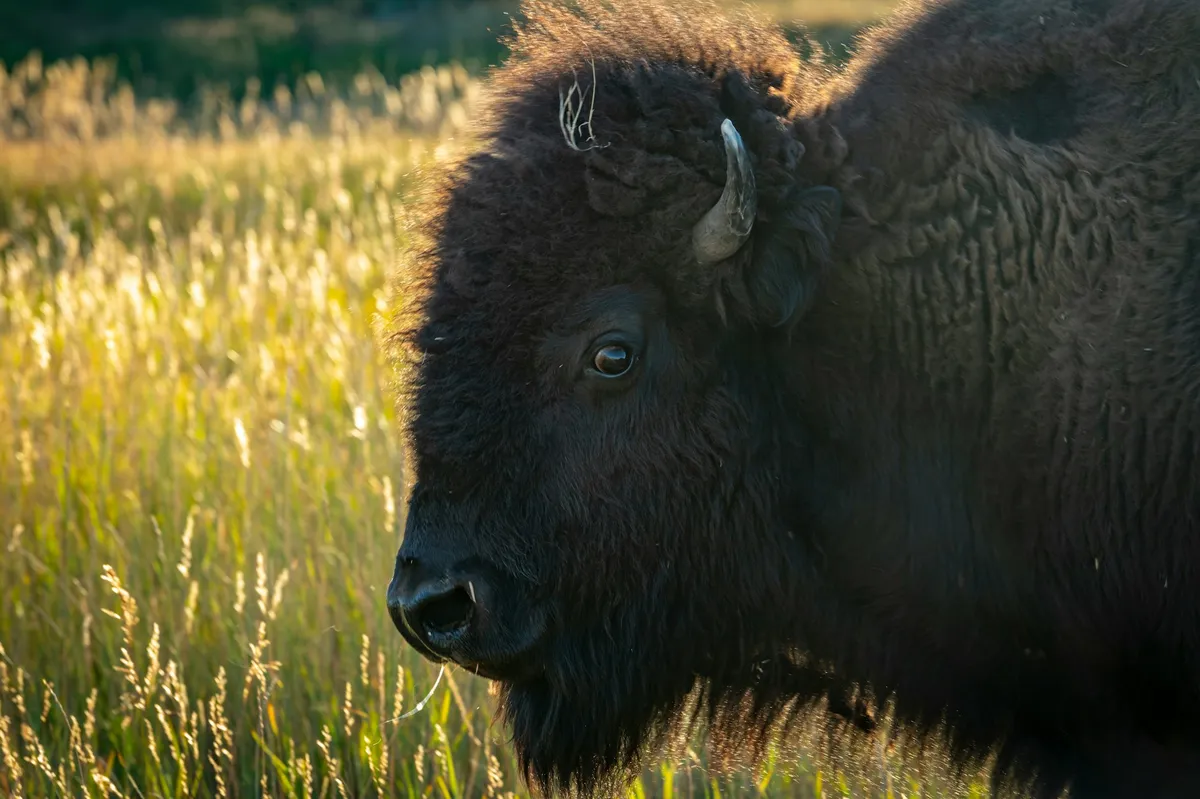 Sabres vs Senators: A Crucial Clash for Playoff Aspirations