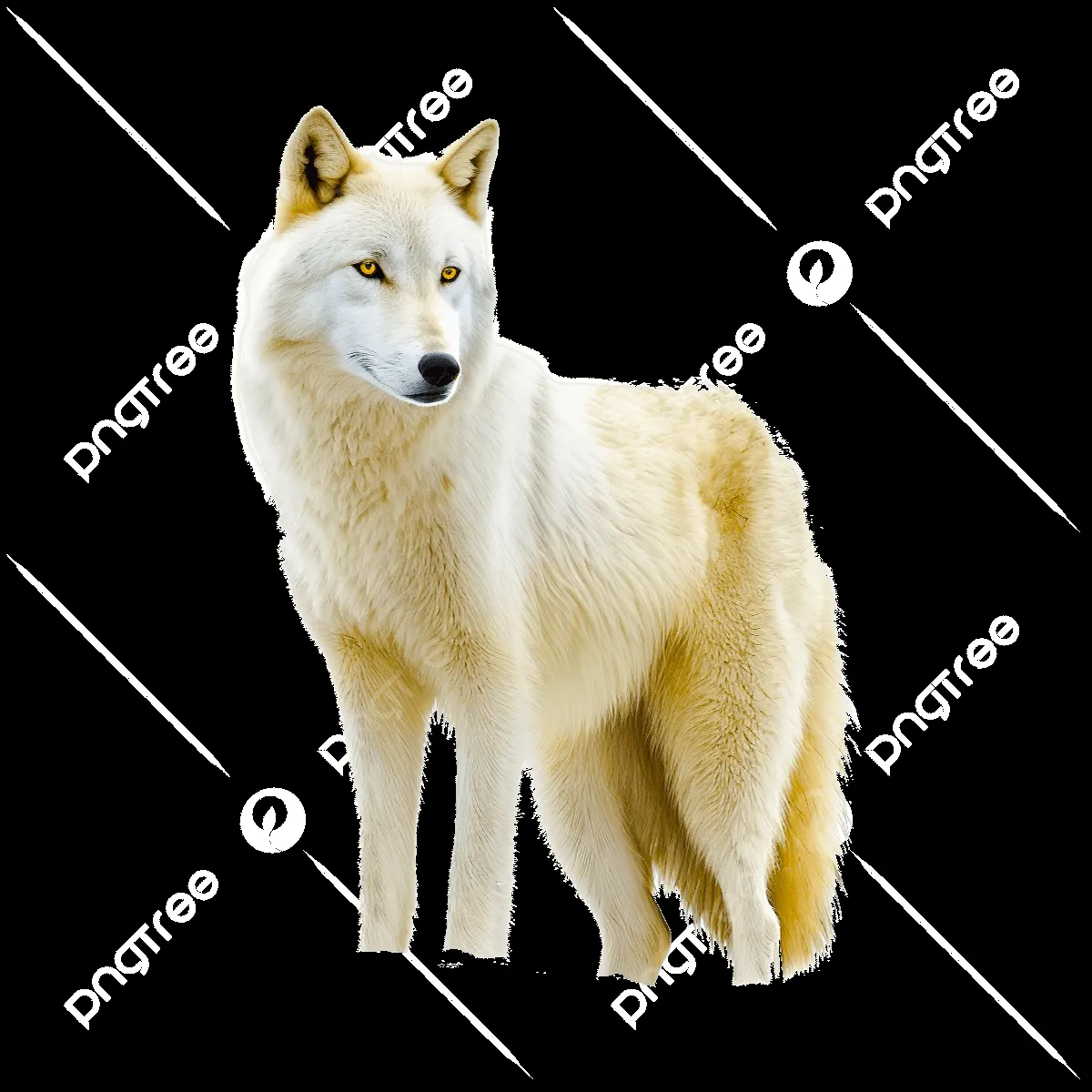 Wolf: The : A Complex Predator in Alaska’s Wilderness