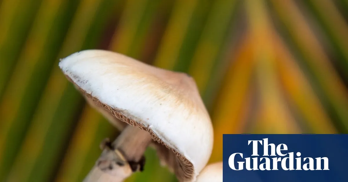 psychedelic drug — CA news